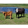 Image 11 : Allan & Janet Nameth - 600# November Delivery Steer Calves - 95 Head (Cupar, SK) VBP+