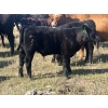 Image 6 : Brad & Sandy Lockhart - 550# October Delivery Steer Calves - 110 Head (Big Stone, AB)