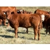 Image 7 : Jones Hereford Ranch - 690# October Delivery Steer Calves - 82 Head (Balzac, AB)