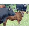 Image 7 : Mt. Sentinel Ranch Ltd. - 540# October Delivery Steer Calves - 115 Head (Longview, AB)