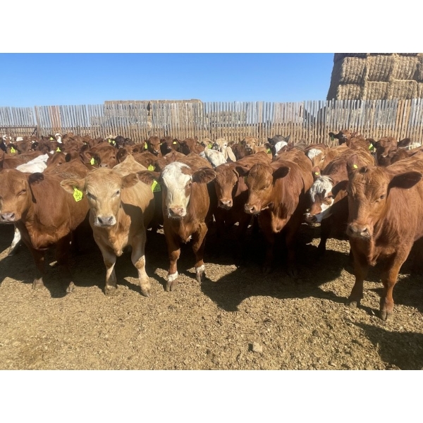 Westview Feeders - 1000# July Delivery Steers - 180 Head (Monarch, AB)