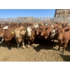 Image 1 : Westview Feeders - 1000# July Delivery Steers - 180 Head (Monarch, AB)