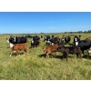 Image 10 : Edge-Hughes Cattle Co. - 550# October Delivery Steer Calves - 90 Head (Cochrane, AB)