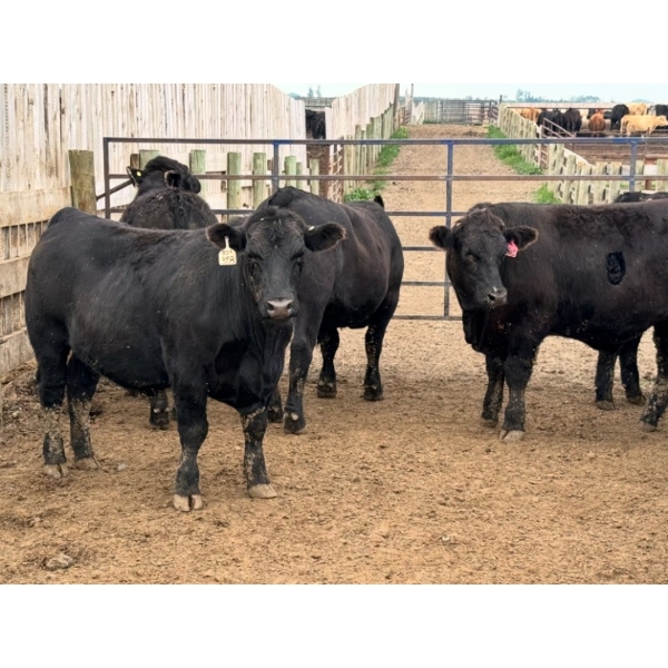 Birch Island Land & Cattle - 1125# July Delivery Steers - 54 Head (Rhein, SK)