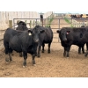 Image 1 : Birch Island Land & Cattle - 1125# July Delivery Steers - 54 Head (Rhein, SK)