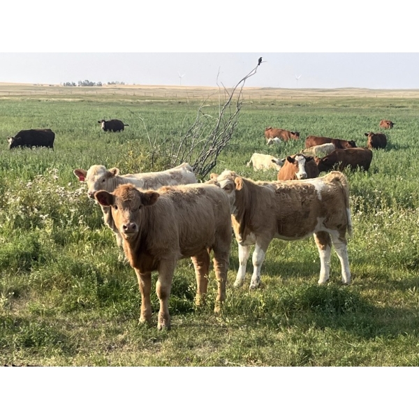 Rumohr Ranching Partnership/Cophill Cattle Ltd - 600# November Heifer Calves - 95 Head (Sedalia, AB)