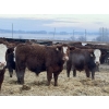 Image 4 : Jason & Kevin Szymanek - 900# December Delivery Weaned Steers - 68 Head (Stauffer, AB)