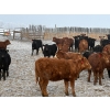 Image 7 : Church Ranches - 688# March Delivery Heifers - 47 Head (Cochrane, AB)