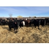Image 3 : Babcock Livestock - 830# February Delivery Steers - 73 Head (Consort, AB)