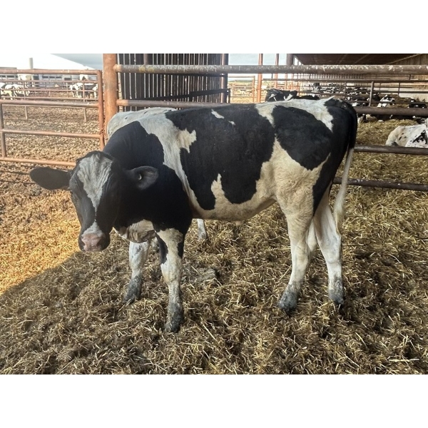 Wavy Lake Farming Co. - 635# Holstein Steers - 15 Head (Heisler, AB)