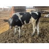 Image 1 : Wavy Lake Farming Co. - 635# Holstein Steers - 15 Head (Heisler, AB)