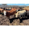 Image 19 : Lenny Brubacher - 1165# July Delivery Steers - 104 Head (Winnipegosis, MB)