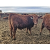 Image 7 : C.O. Johnson & Sons Ranches - 895# February Delivery Steers - 173 Head (Scandia, AB) VBP+