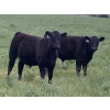 Image 1 : Dennis & Graham Overguard - 650# October Steer Calves - 70 Head (Sundre, AB)