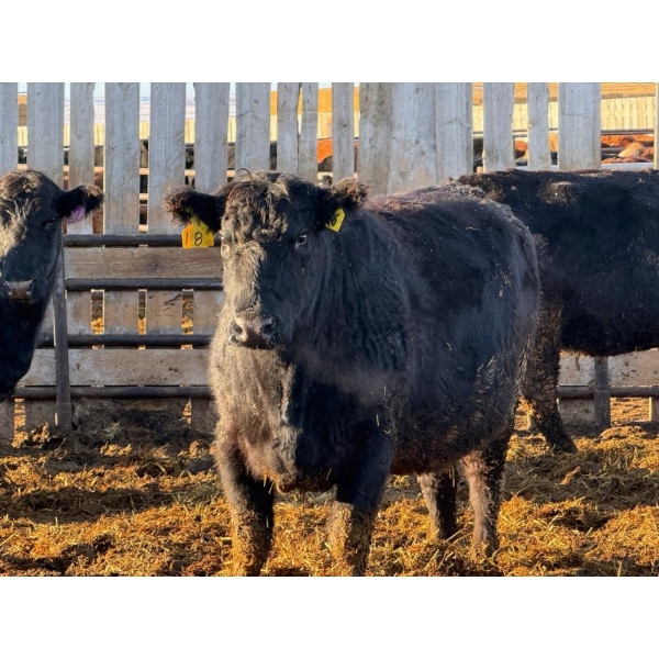 Drylander Ranch - 19 Black 3rd Calvers (Coronation, AB)