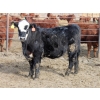 Image 9 : A&A Farms - 32 Black Blaze/Brockle Replacement Heifers (Coaldale, AB)