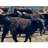 Image 5 : Caseley Farms - 785# May Delivery Steers - 70 Head (Coronation, AB)