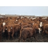 Image 4 : Ripple Rock Ranch - 820# January Delivery Steers - 180 Head (Fincastle, AB)