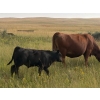 Image 9 : Francis Dyck - 600# November Delivery Weaned Steers - 105 Head (Swift Current, SK)