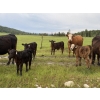 Image 2 : B & B Livestock - 550# October Delivery Steer Calves - 90 Head (Spruce View, AB)