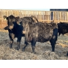 Image 4 : Drew Bayes - 650# Jan/Feb Delivery Heifers - 85 Head (Trochu, AB)