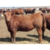 Image 5 : A&S Farms - 30 Red Replacement Heifers (Coaldale, AB)