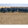 Image 5 : M.S. MacLean Livestock - 1020# May Delivery Steers - 65 Head (Coaldale, AB)