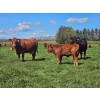 Image 8 : Horizon Ridge Farms - 700# Nov/Dec Delivery Steer Calves - 65 Head (Rimbey, AB)