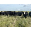 Image 2 : G & B Farms - 43 Open Angus/Simm X Cows (Deloraine, MB) VBP+