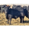 Image 4 : Drew Bayes - 675# Jan/Feb Delivery Steers - 87 Head (Trochu, AB)