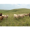 Image 4 : Lohse Farm & Ranch Ltd. - 685# October Delivery Steer Calves - 81 Head (Beaubier, SK)