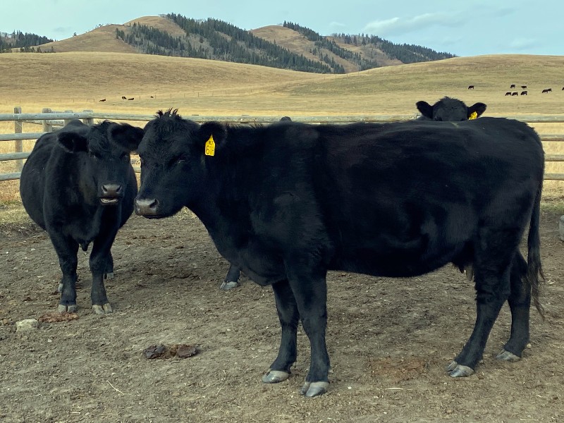 Namgus Ranch RL7 Ranches - 10 Black Angus 2nd & 3rd Calvers (Turner Valley, AB ...