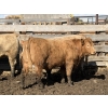 Image 20 : Williamson Farms - 922# April Delivery Heifers - 250 Head (Bow City, AB)