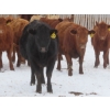 Image 6 : Breault Ranching Ltd. - 900# February Delivery Open Heifers - 114 Head (Ste. Rose, MB) VBP+