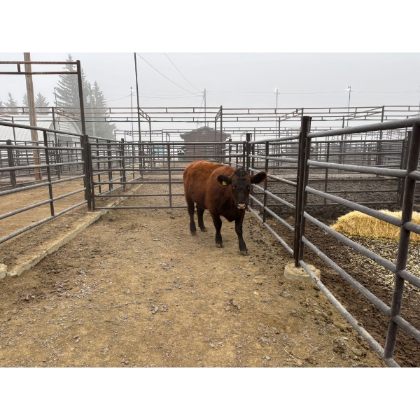 Ian Zeer - 1 Heifer (Pen 437)