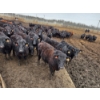 Image 6 : South Island Farms - 880# March/April Delivery Steers - 140 Head (Bow Island, AB)