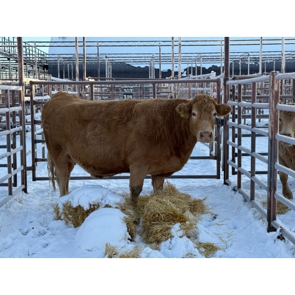 Randal Melcher - 1 Middle-Aged Cow (Pen 405)