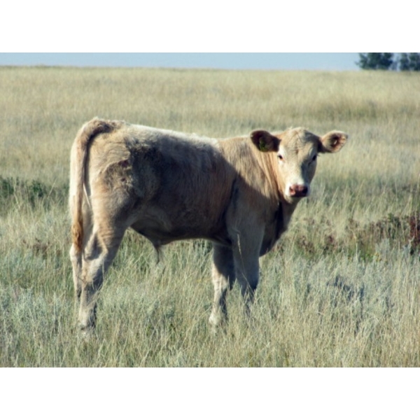 Ernie, Kathy & Kyle Lee - 615# October Delivery Steer Calves - 95 Head (Hanna, AB)