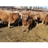 Image 2 : Stankievech Ranches - 770# January Delivery Steers - 80 Head (Trochu, AB)
