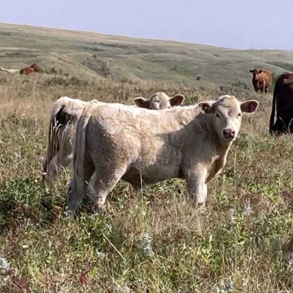Lindy Greig - 560# October Delivery Steer Calves - 45 Head (Nanton, AB)