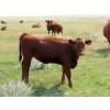 Image 2 : Henrickson Ranch & TC Farms  - 590# November Delivery Steer Calves - 95 Head (Patricia, AB)