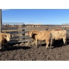 Image 6 : Williamson Farms - 870# Feb/March Delivery Steers - 117 Head (Lomond, AB)