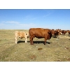 Image 4 : Ernie, Kathy & Kyle Lee - 570# October Delivery Heifer Calves - 80 Head (Hanna, AB)