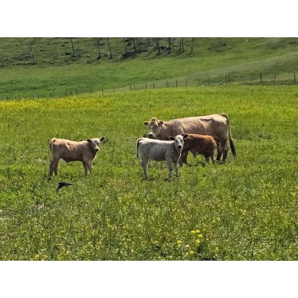 Don & Casey Wilkie - 575# October Delivery Steer Calves - 85 Head (Big Valley, AB)