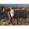 Image 12 : X Bar X Cattle Co. Ltd. - 948# April Delivery Steers - 65 Head (Lomond, AB)