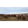 Image 7 : Cattlewood Farms Ltd. - 800# March Delivery Heifers - 215 Head (Stirling, AB)