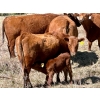 Image 6 : Meyer Cattle Inc. - 20 Red Angus X 2nd Calf Pairs (Lethbridge, AB)