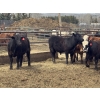 Image 5 : Midpoint Farms - 1000# May Delivery Steers - 62 Head (Drayton Valley, AB)