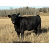 Image 4 : Delko & Sons & Lazy H Ranch - 10 Black Angus X February/March Calving Bred Heifers (Entwistle, AB)