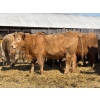Image 6 : Brandt Boys Beef & Grain - 925# March/April Delivery Heifers - 65 Head (Tolstoi, MB)